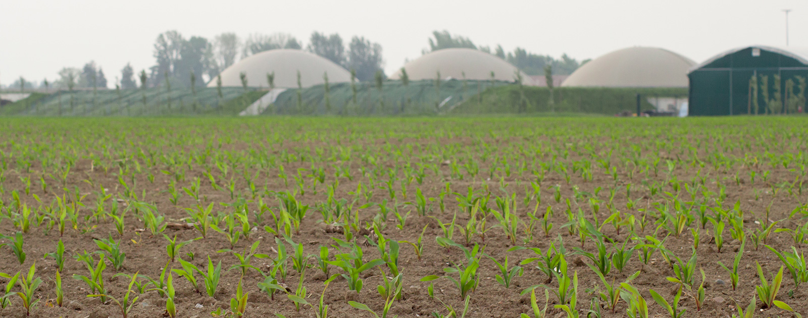 Alga&Zyme Processi biologici per la sostenibilità ambientale ed economica