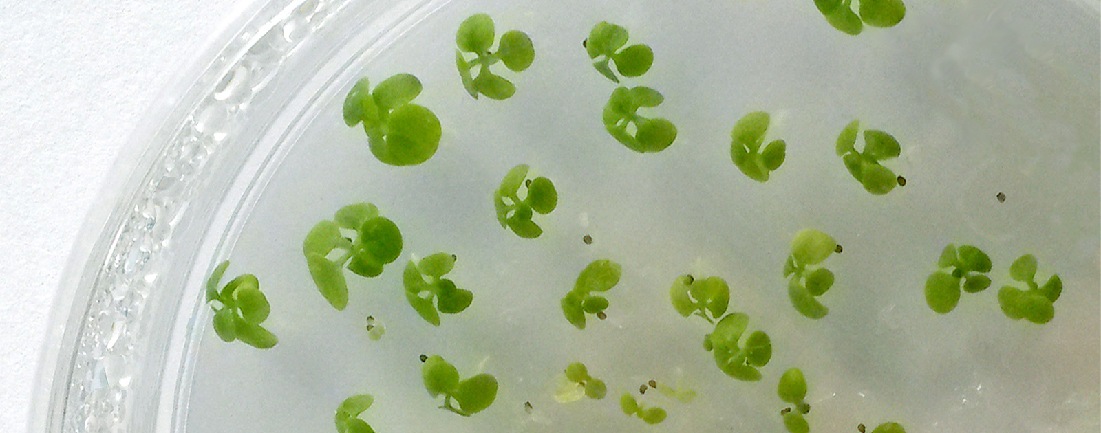 Alga&Zyme Costruiamo un futuro sostenibile